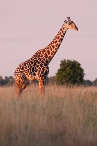 Africa